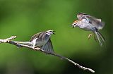 Chipping Sparrow